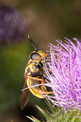 Callicera aurata