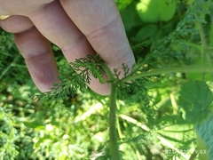 Achillea nobilis