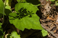 Tiarella nautila