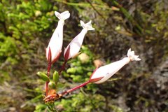 Erica lageniformis