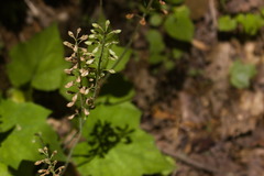 Tiarella nautila