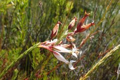 Erica lageniformis