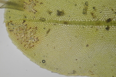 Plagiomnium rostratum