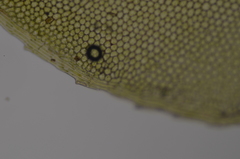 Plagiomnium rostratum