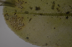 Plagiomnium rostratum