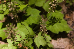 Tiarella nautila