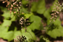 Tiarella nautila