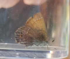 Callophrys gryneus