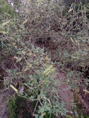 Calicotome spinosa