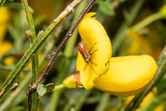 Capsodes flavomarginatus