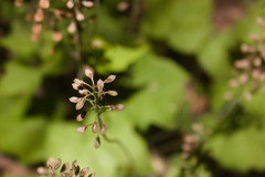 Tiarella nautila