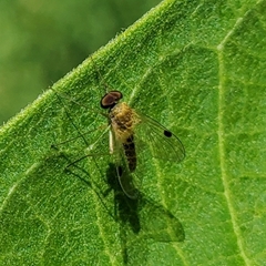 Chrysopilus modestus