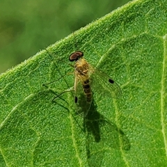 Chrysopilus modestus