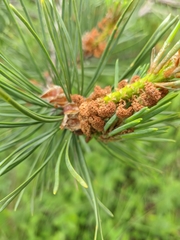 Pinus nigra pallasiana