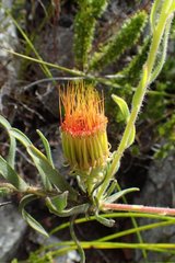 Leucospermum gracile