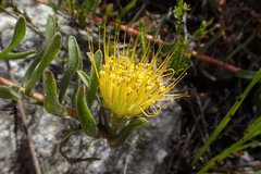 Leucospermum gracile