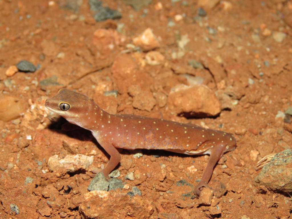 Northern Pilbara Beak-Faced Gecko