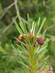 Pinus nigra pallasiana