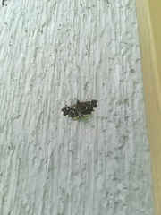 Diathrausta reconditalis