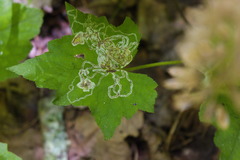 Phytomyza tigris