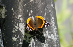 Vanessa atalanta