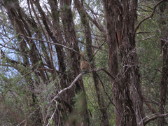 Poodytes punctatus punctatus