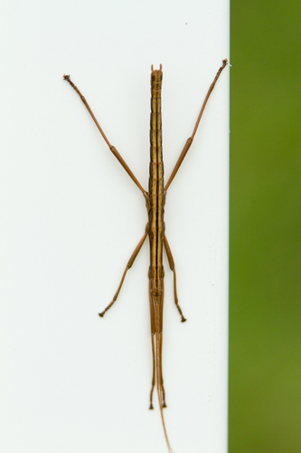 Southern Two-striped Walkingstick