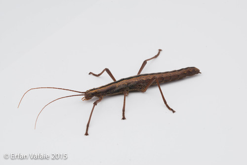 Southern Two-striped Walkingstick