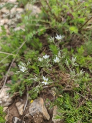 Minuartia hirsuta