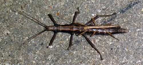 Southern Two-striped Walkingstick