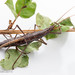 Southern Two-striped Walkingstick - Photo (c) Erfan Vafaie, some rights reserved (CC BY-NC-SA)