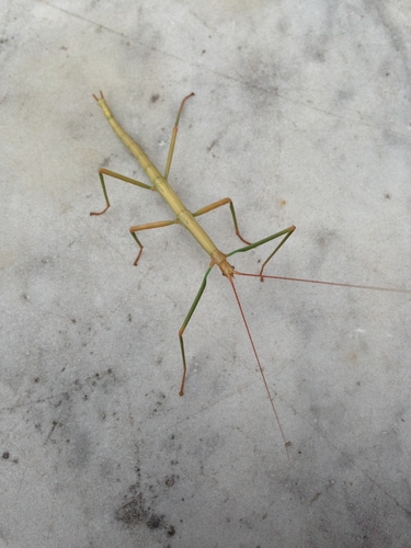 Northern Walkingstick, photo 5 of 8