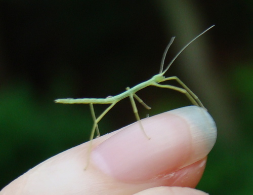 Northern Walkingstick, photo 6 of 8