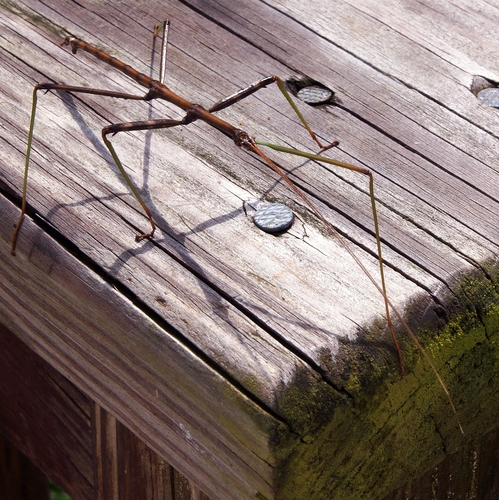Northern Walkingstick, photo 7 of 8