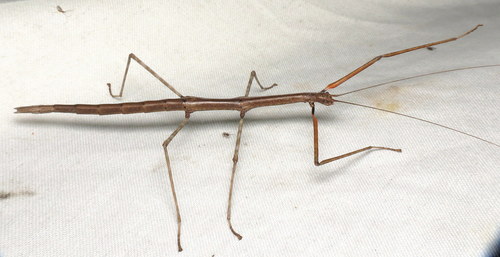 Northern Walkingstick, photo 8 of 8