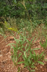 Solidago velutina sparsiflora