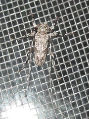 Acanthocinus obsoletus
