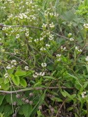 Valerianella dentata
