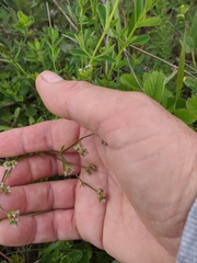 Valerianella dentata