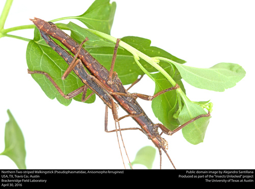 Northern Two-striped Walkingstick photo 5