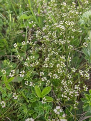 Valerianella dentata