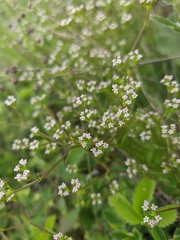 Valerianella dentata