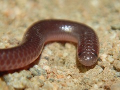 Rena humilis humilis