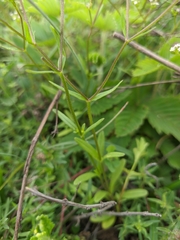 Valerianella dentata