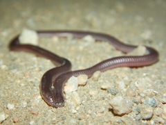Rena humilis humilis