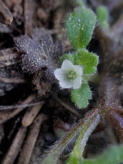 Nemophila spatulata
