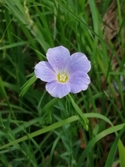 Linum alpinum