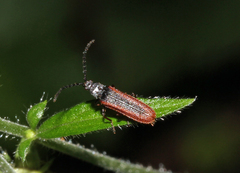 Omalisus fontisbellaquei