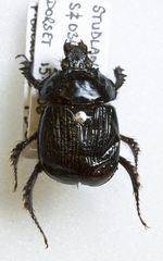 Typhaeus typhoeus