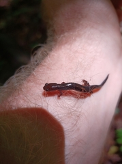 Plethodon glutinosus
